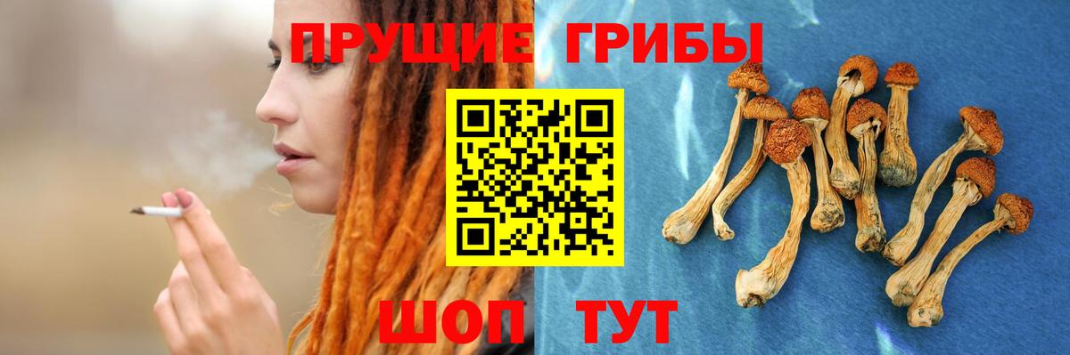 Галлюциногенные грибы Psilocybine cubensis Иваново